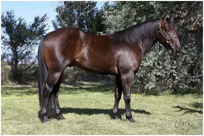 quarter horse stallion available for sale