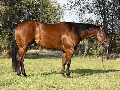 quarter horse reiner for sale