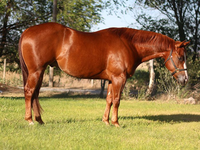 Raise The Smart Bar - Quarter Horse Reiner For Sale
