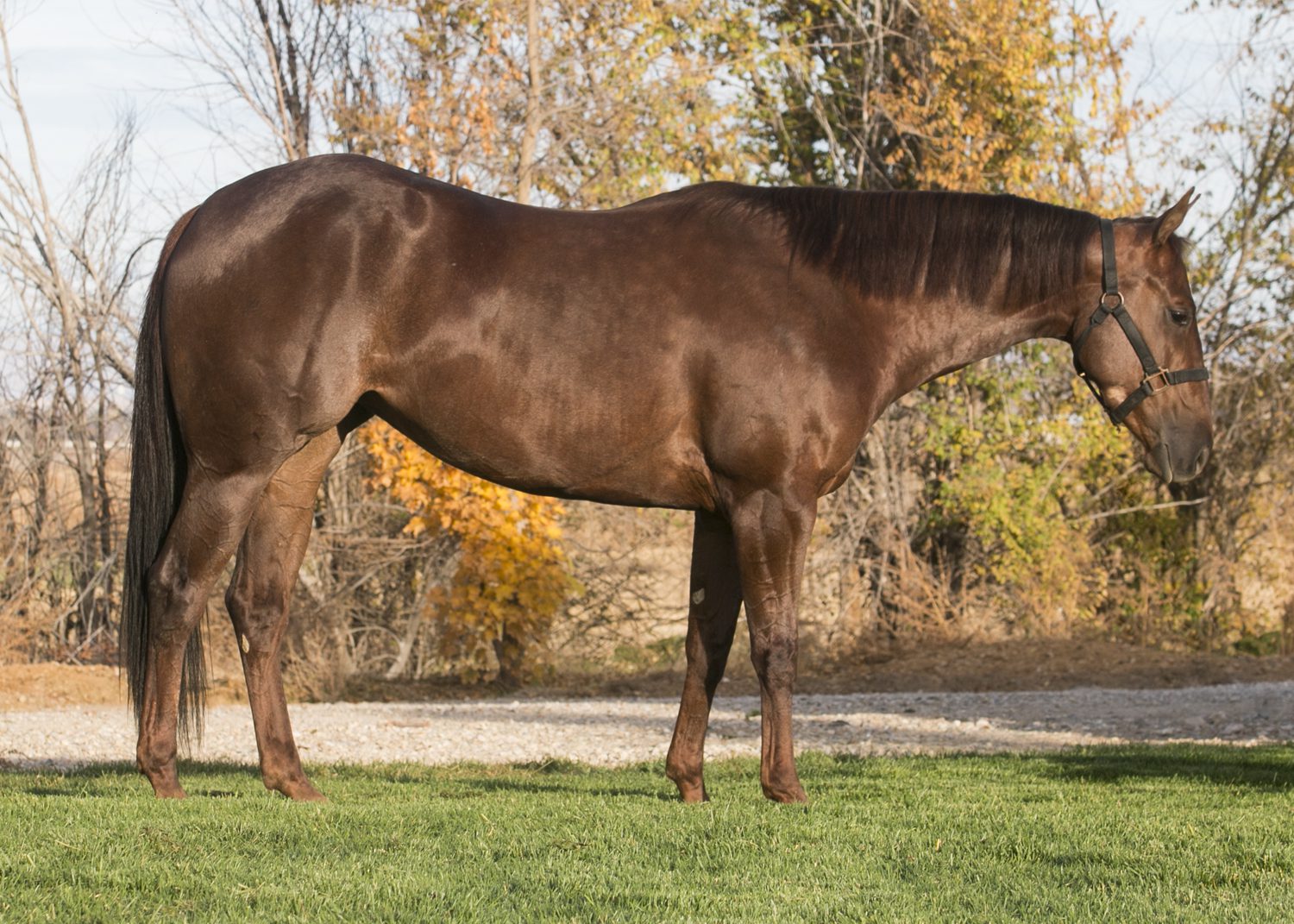 reining quarter horse for sale