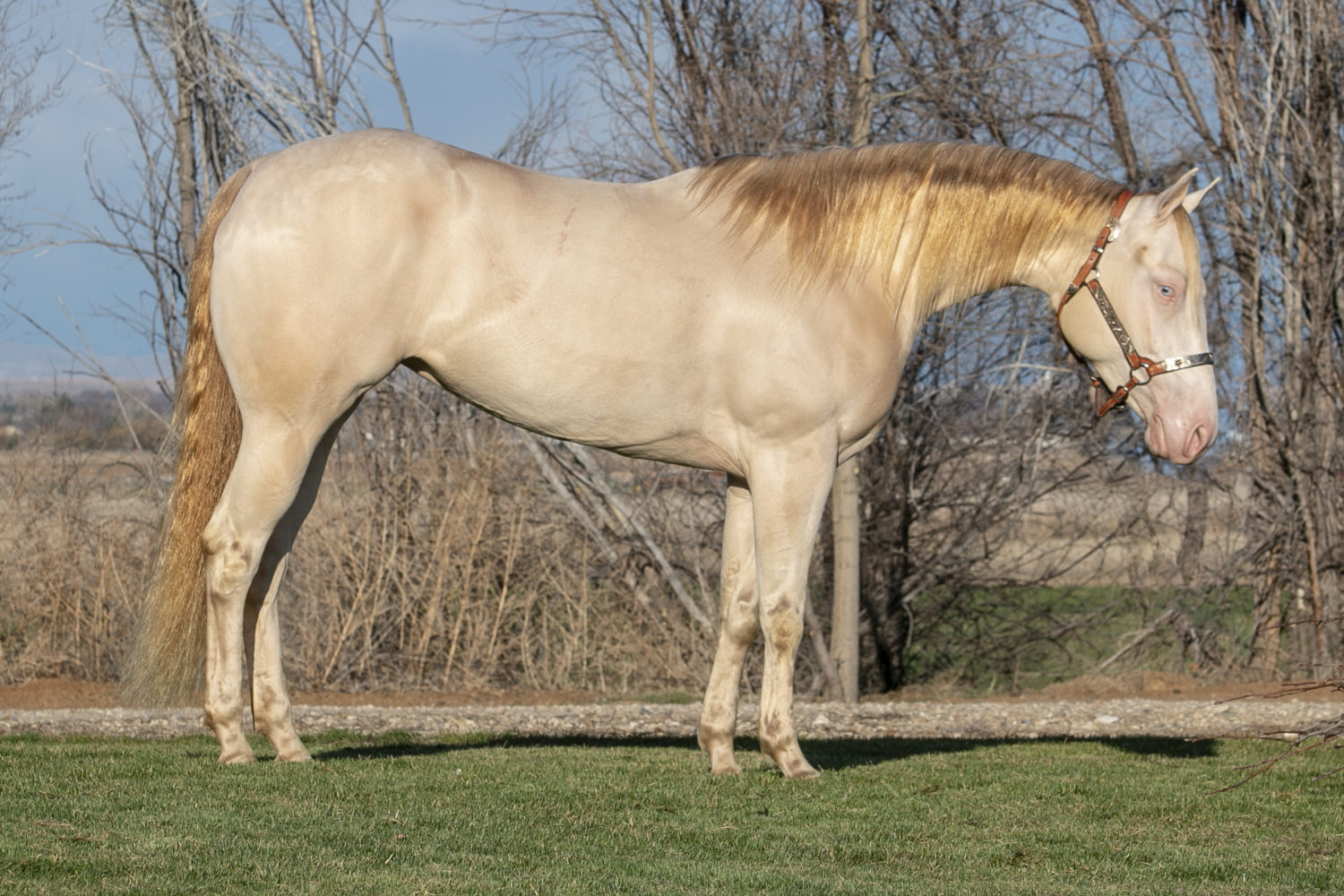 quarter horse reining mare for sale