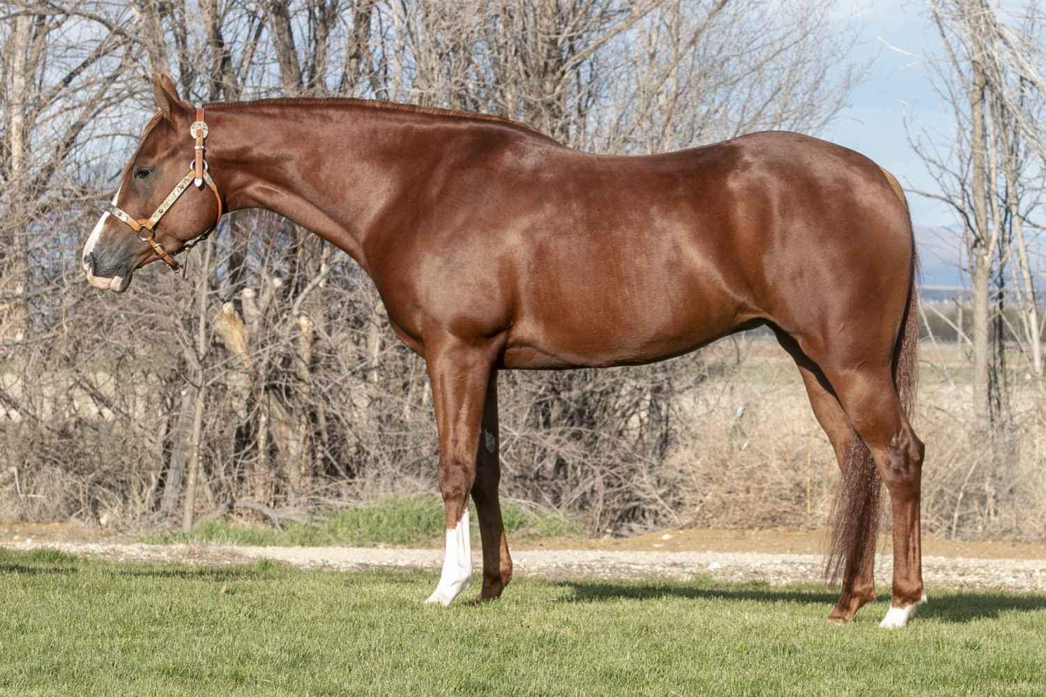half arabian reining mare for sale