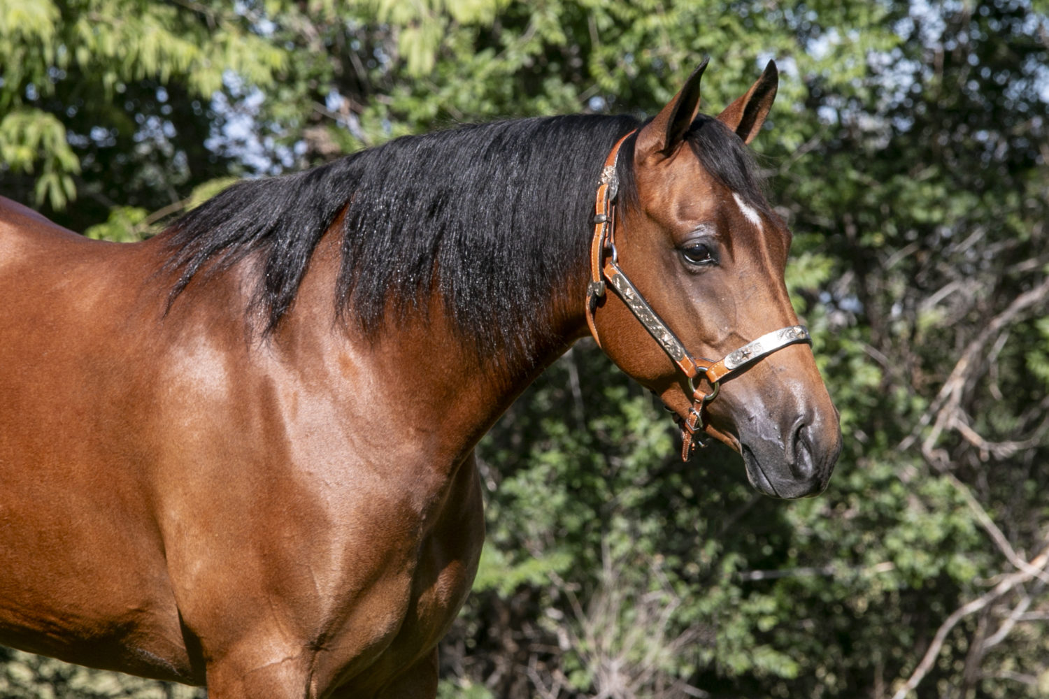Quarter Horse Reining Horse For Sale