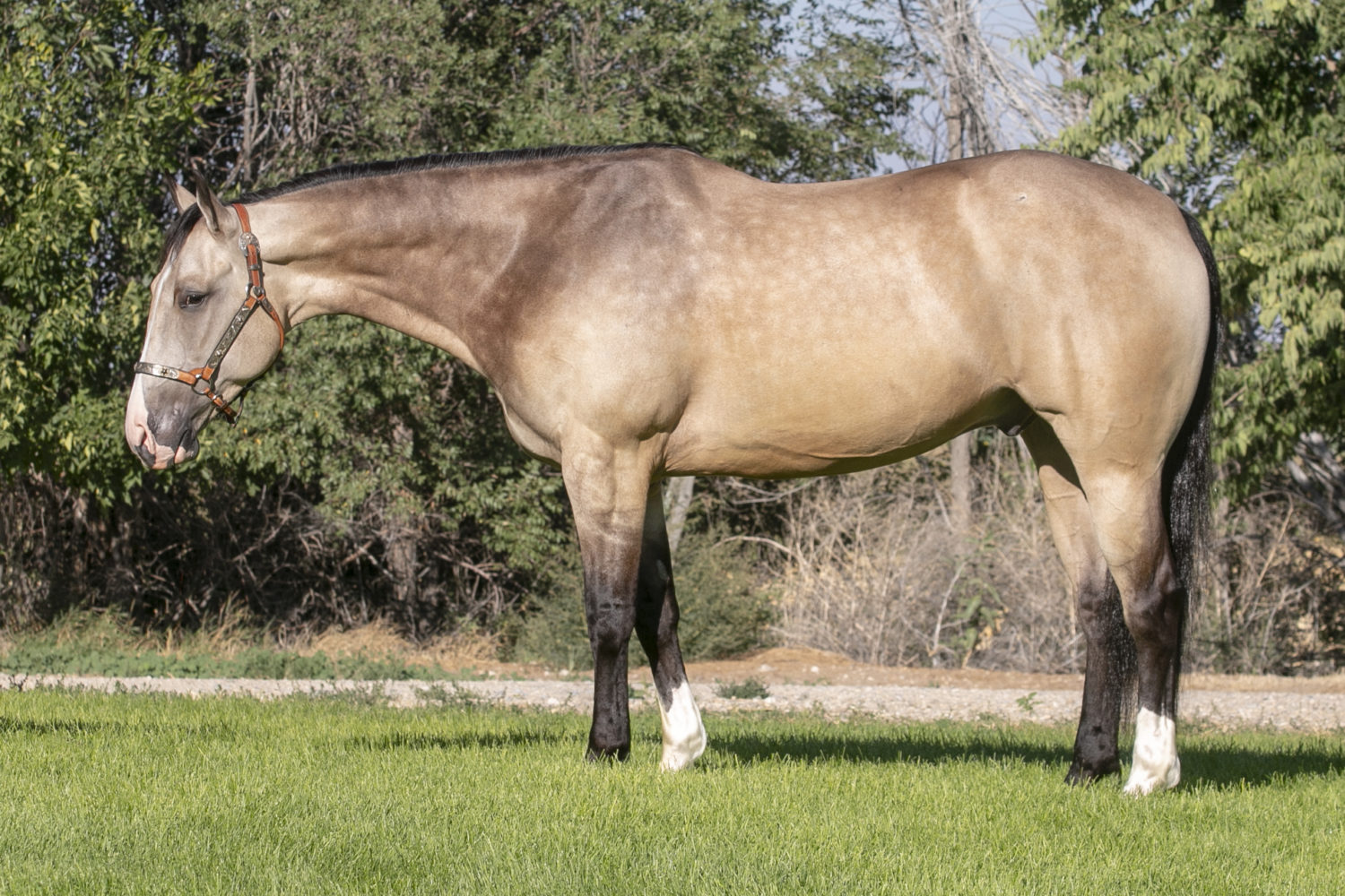Quarter Horse Reining Gelding For Sale