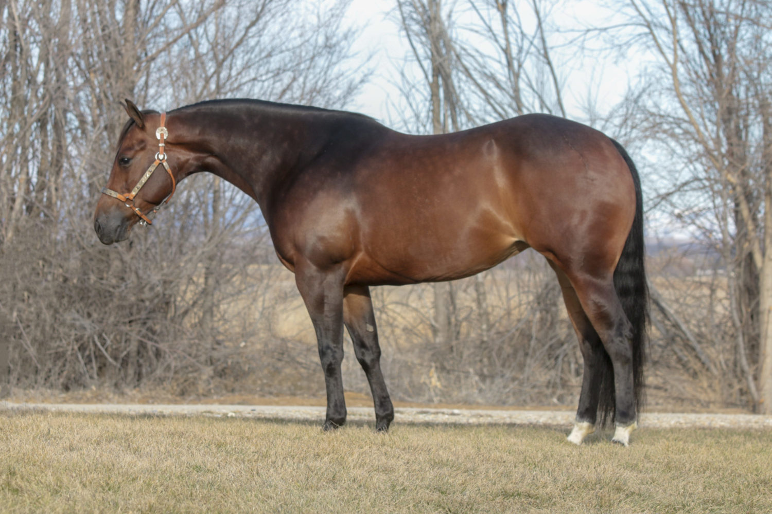 Quarter Horse Reining Mare For Sale