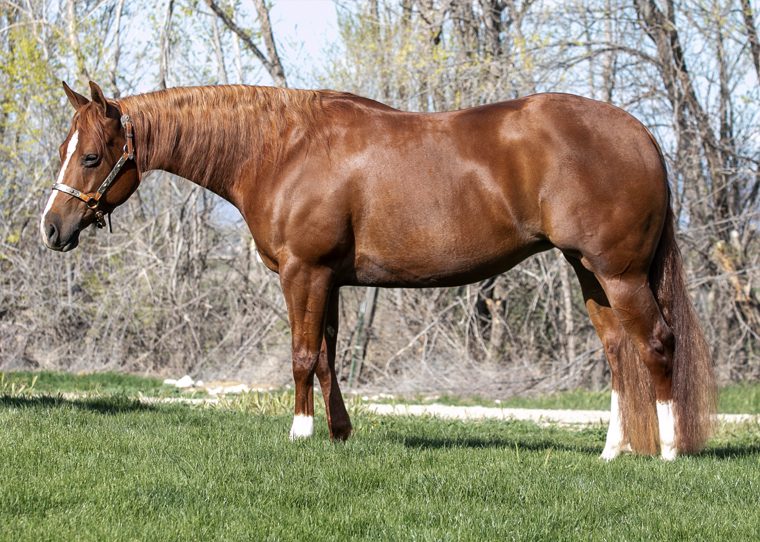 quarter horse reining mare for sale