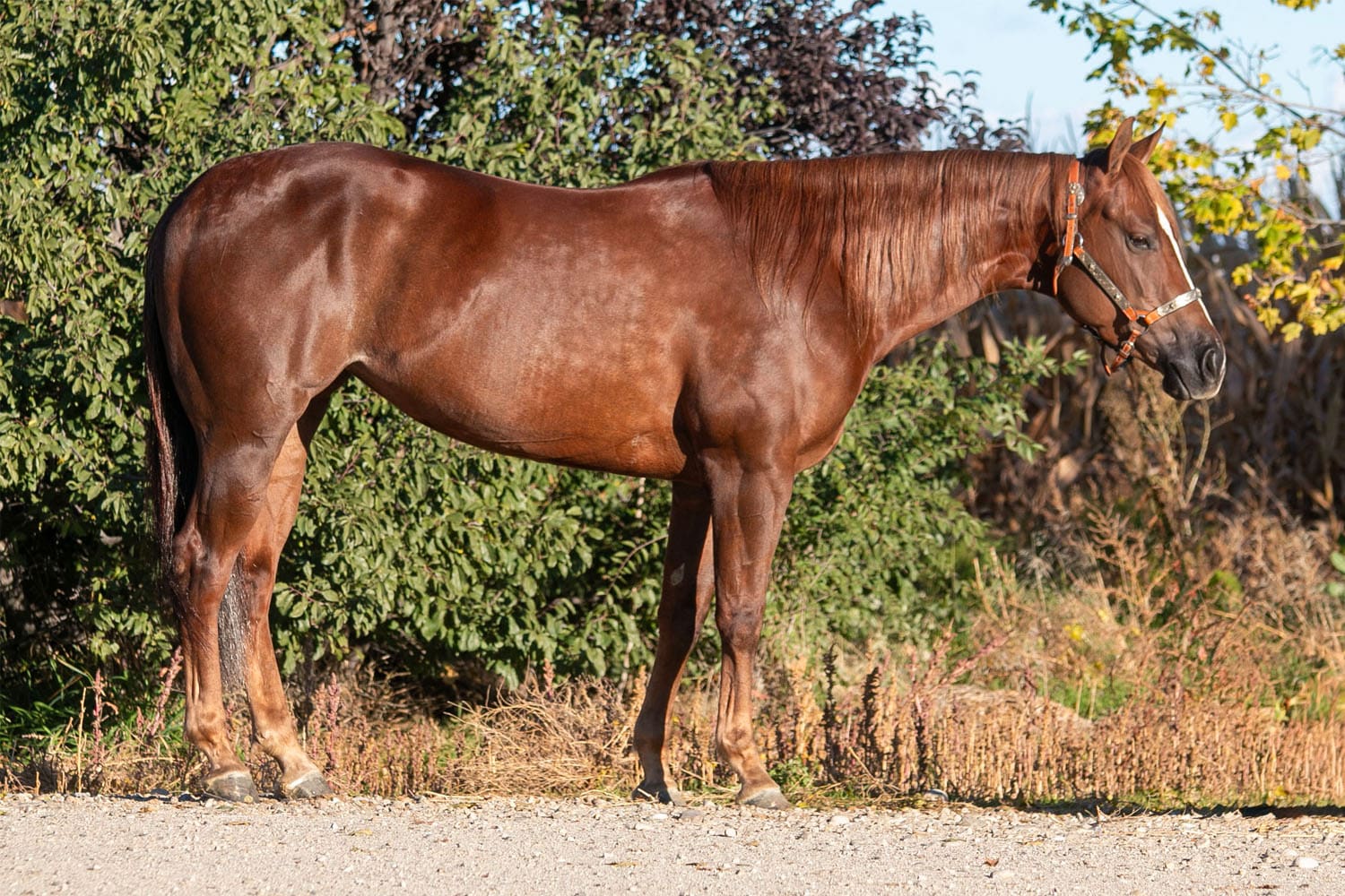 Mags_Web_1 Mags_Web_1