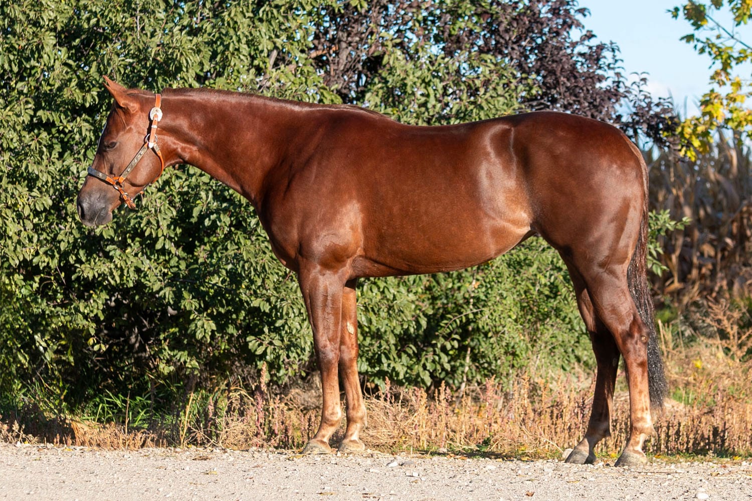 Mags_Web_2 Mags_Web_2